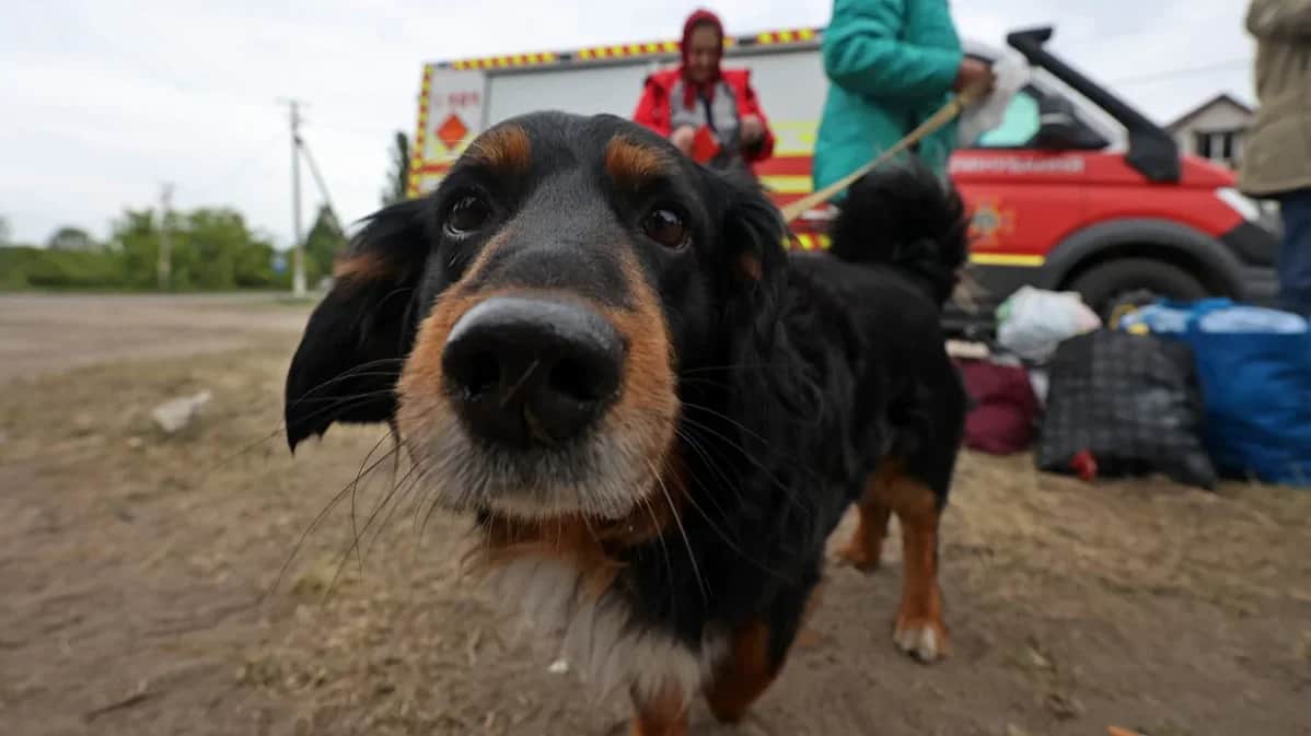 A dog is being evacuated from Vovchansk, Kharkiv region, Ukraine, on 17 May 2024. Photo: Vyacheslav Madiyevskyy / Ukrinform / Abaca Press / Vida Press