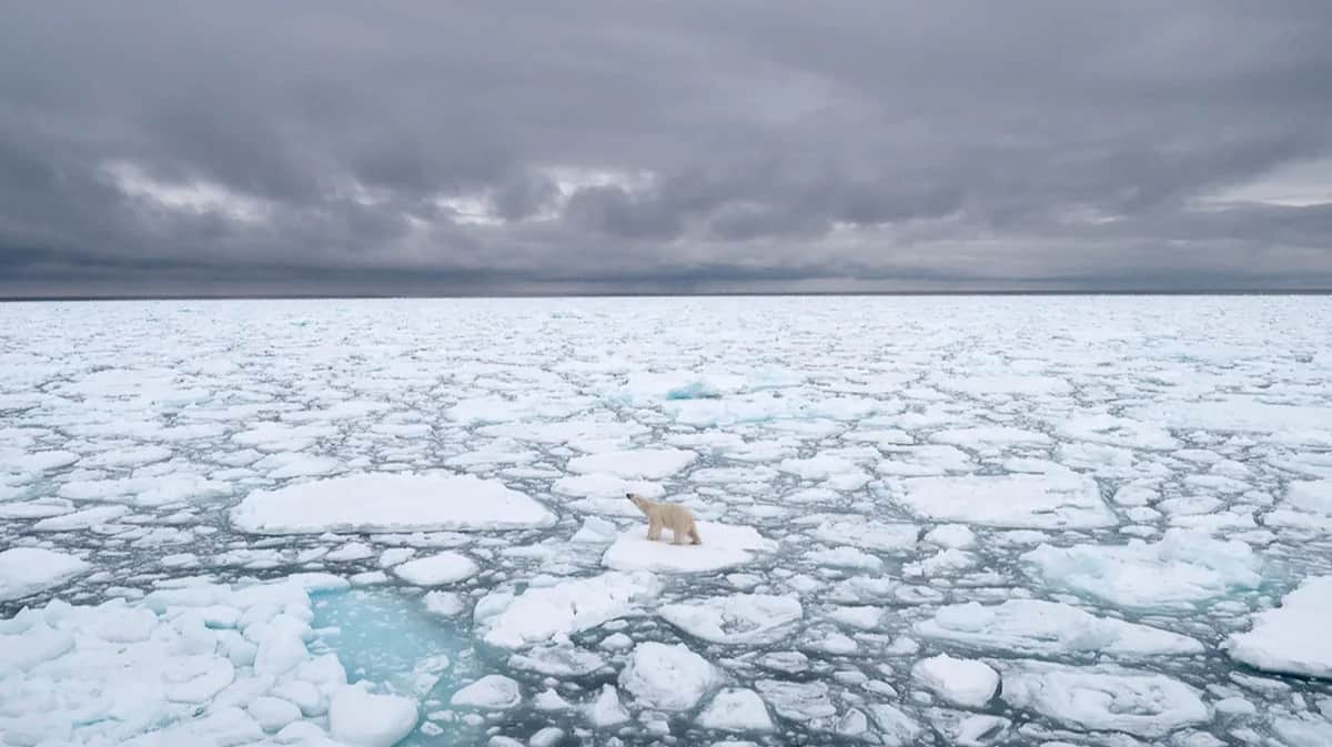 Белый медведь у Шпицбергена, Норвегия, 2018 год. Фото: Bj Kirschhoffer / Polar Bears International / AFP / Scanpix / LETA