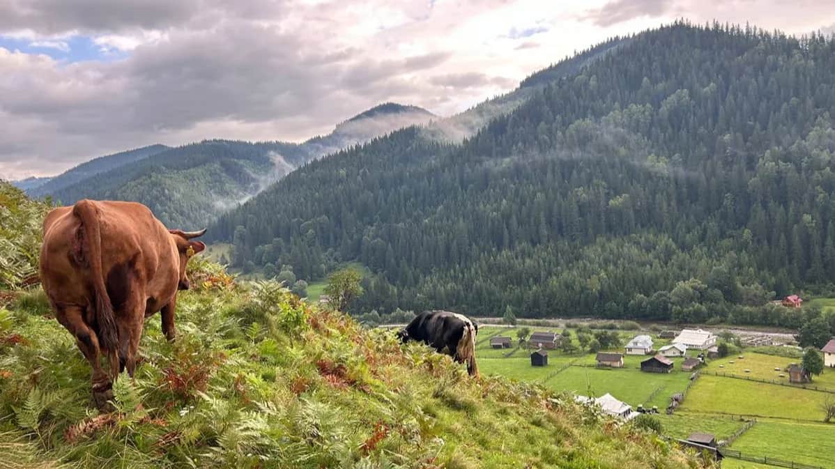Cows graze against the backdrop of the Carpathian Mountains in western Ukraine. Photo: Dmytro Durnev for Novaya Gazeta Europe