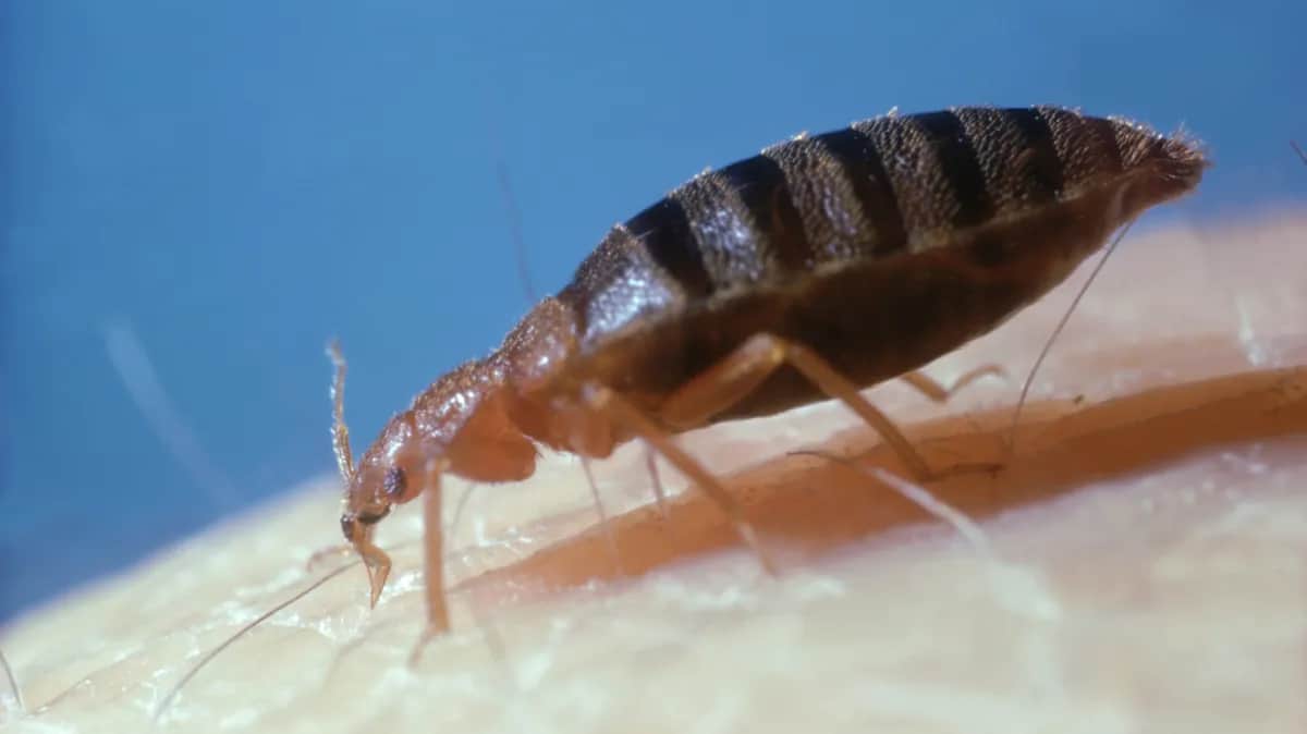 Постельный клоп на коже человека. Фото: Oxford Scientific / Getty Images