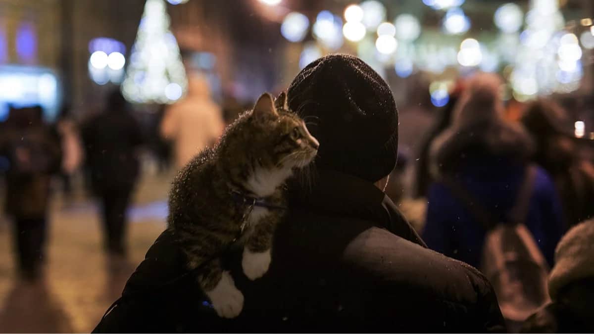 Тихая ночь