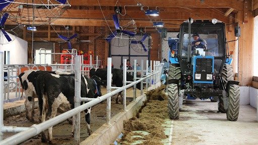 Новосибирские власти сняли видео с «благодарными фермерами» после уничтожения скота