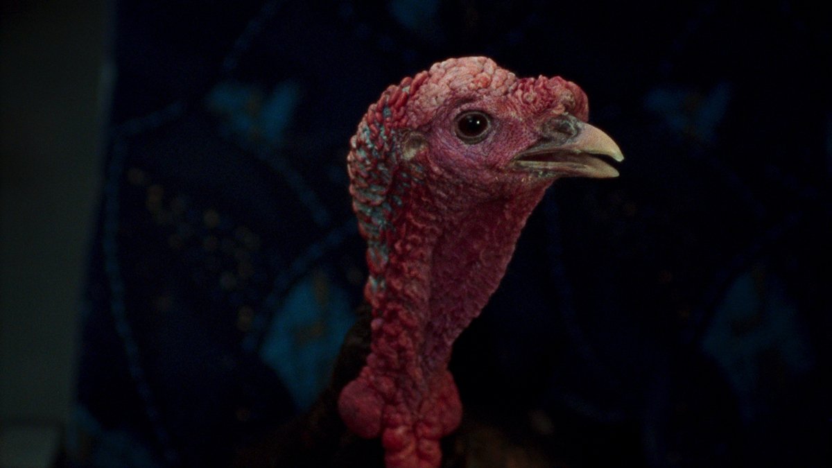 Кадр из фильма «Универсальный язык». Фото: Metafilms