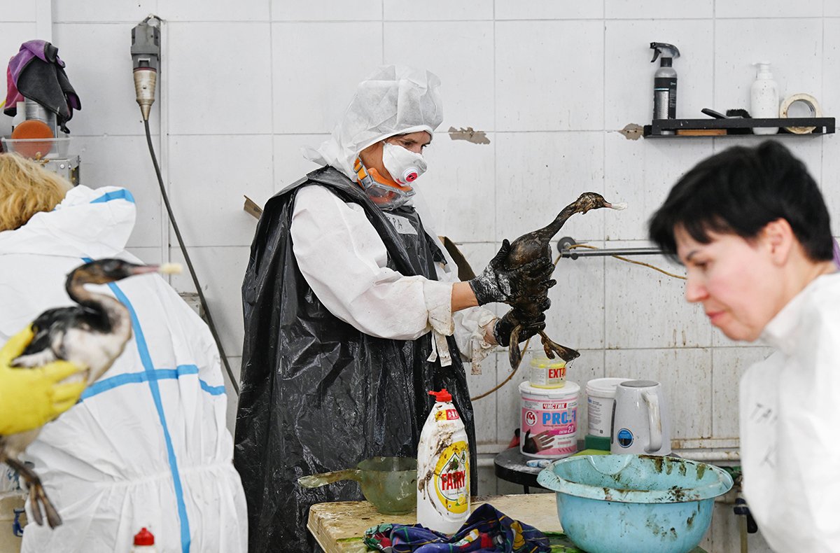 Волонтеры очищают птиц от мазута в импровизированном центре экстренной помощи, Анапа, Россия, 15 декабря 2024 года. Фото: Алексей Маишев / IMAGO / SNA / Scanpix / LETA